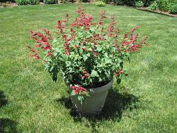 Salvia Roman Red In The Salvias Database Garden Org