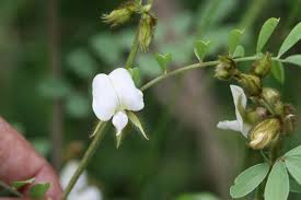 Image result for Tephrosia villosa