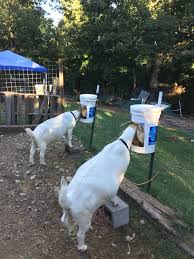 Homemade Grain Feeders For Goats Goat Playground Goat Barn Goats