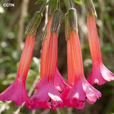 Image result for Cantua