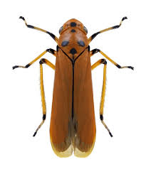 Image result for Rinorea ferruginea