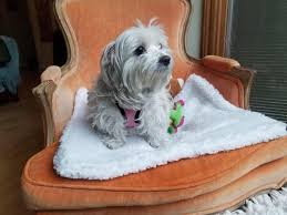 We did not find results for: Twinkie The Maltese Second Chance Pet Adoption League Facebook