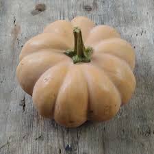 Image result for Cucurbita moschata