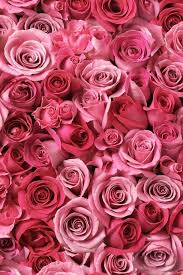 Gorgeous Roses The Meaning Of Rose Colors 35 Pics Rose Flower Wallpaper Flower Wallpaper Rose Wallpaper