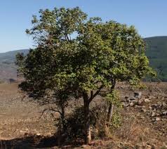 Image result for Cryptolepis cryptolepioides