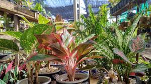 Dengan variasi warna yang beragam, tak heran bunga mawar kerap jadi pilihan jenis tanaman hias untuk menghiasi rumah. Peminat Tanaman Hias Meningkat Ini Jadi Primadona Halaman All Serambi Indonesia