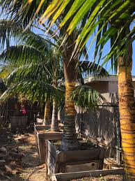 Image result for Howea