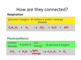 Oxygen and glucose are both the reactants for cellular respiration. Write Out The Chemical Equation For Cellular Respiration Tessshebaylo