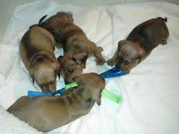 Find dachshund puppies and breeders in your area and helpful dachshund information. Dachshund Puppies Pets And Animals For Sale Washington