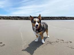 The pup has been observed to be decent in the company of cats if they are well socialized. Is The Australian Shepherd Corgi Mix A Good Family Dog K9 Web