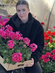 Image result for foto muškáty