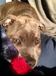 Reunited Staffy Puppy Narre Warren Vic Losing A Dog Brindle Staffy Puppies