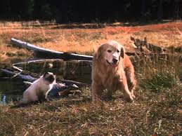 Check spelling or type a new query. 50 Best Kids Movies On Netflix Homeward Bound The Incredible Journey