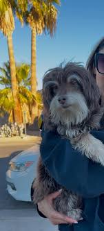 Hi guys. I found a sweet older dog in my yard (small 10 pounds)