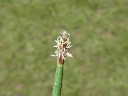 Image result for Eleocharis limosa