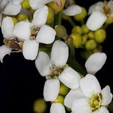 Image result for Crambe hispanica