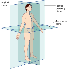 The anatomical position is the central concept behind all descriptions of location within the body. 1 4 Anatomical Terminology Anatomy Physiology
