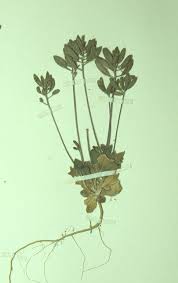 Search California Native Plants