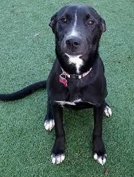 Jul 21, 2013 · lab mix. 63 Border Collie Black Lab Mix L2sanpiero