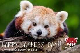 Happy Father S Day From Red Panda Network Cute Animals Red Panda Panda Facts