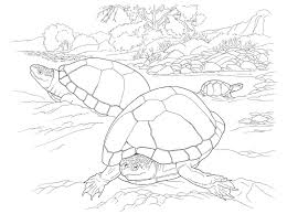 Free Printable Turtle Coloring Pages For Kids Animal Coloring Pages Turtle Coloring Pages Bat Coloring Pages