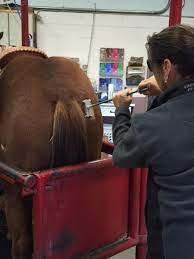 Whether you use a hot or freeze brand, a specific calculated amount of time for holding the iron against an animal's skin is required. How To Freeze Brand Your Horse Cavvysavvy Com We Know Working Horses