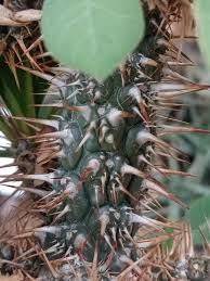 Image result for Euphorbia didiereoides