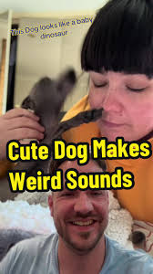 Dogs Looks Like Dinosaur