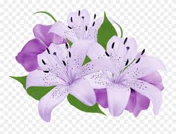 Purple aster flower transparent png watercolor sticker. Transparent Purple Clipart White And Purple Flowers Png 5445629 Pinclipart