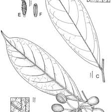 Image result for isolona lebrunii