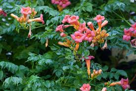 Birdwatchers are often tempted to plant the trumpet vine (campsis radicans) because its orange flowers attract hummingbirds.but experienced gardeners often know better, as this climbing vine is aggressive to the point of being a nuisance. How To Grow Campsis Rhs Gardening