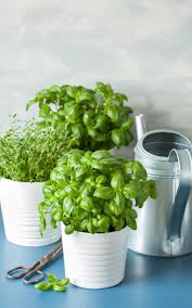 Maybe you would like to learn more about one of these? Conseils Pour Faire Pousser Et Entretenir Des Plantes Aromatiques