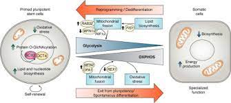 Win vista, windows 7, windows 8. Metabolism In Pluripotency Both Driver And Passenger Journal Of Biological Chemistry