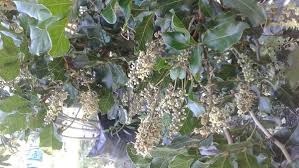 Image result for Bersama lucens