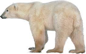 Polar Bear Png Transparent Images Png All Polar Bear Bear Polar
