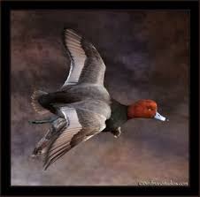Bird Taxidermy Waterfowl And Duck Mount Gallery Duck Mount Bird Taxidermy Waterfowl Taxidermy