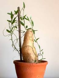 Image result for Cyphia