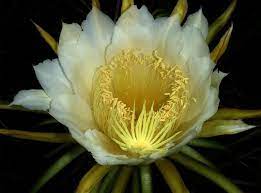 So, while queen of the night may bloom throughout the summer, only one flower will be open on any given night. Top 9 Most Beautiful Night Blooming Flowers The Mysterious World