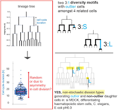 Check spelling or type a new query. Asymmetric Division Events Promote Variability In Cell Cycle Duration In Animal Cells And E Coli Department Of Biology Eth Zurich