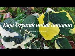 Selain baja organik atau baja roti, baja kompos juga dikatakan sangat baik untuk menyuburkan tumbuhan dan tanaman. Baja Organik Untuk Tanaman Tanaman Keladi Dan Bungaan Sayuran Youtube
