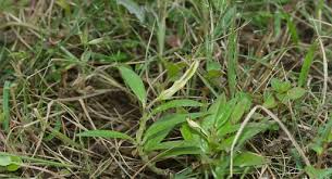 Image result for Ceropegia arenarioides