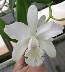 C Snowflower Waldor White Cattleya Orchid Plant Cattleya Orchid Cattleya Repotting Orchids