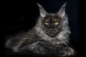 A wide selection of male and female cat names to choose from. Pin On Maine Coon