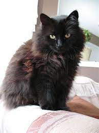 It is a long hair with a soft undercoat that comes in black color. Ti Loup Gatos Gatitos Adorables Gatos Bonitos