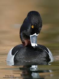 Identification Water Birds Of Colorado Www Alanmurphyphotography Com Pet Birds Waterfowl Taxidermy Waterfowl Hunting