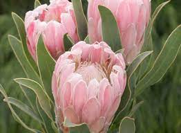 Pin On Beautyful Flowers And Birds