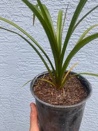 Image result for Pandanus utilis