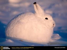 More memes, funny videos and pics on 9gag. Arctic Hare ë¶ê·¹ ë™ë¬¼ ë¶ê·¹í† ë¼ ê·€ì—¬ìš´ ë™ë¬¼