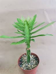 Image result for Euphorbia persistentifolia