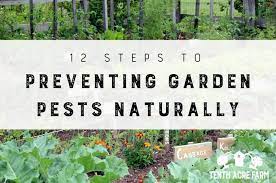 Fortunately, there are several ways to wage war against pests without resorting to pesticides. 12 Steps To Preventing Garden Pests Naturally Tenth Acre Farm